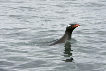 Gentoo Penguin (Pygoscelis papua ellsworthii), Antarctica, Antarctic Peninsula