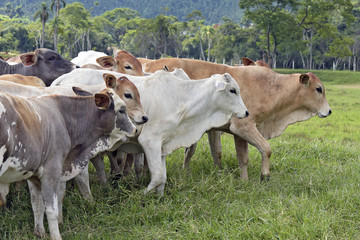 Cattle in the pasture, in Brazil