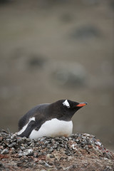 Fototapeta premium Gentoo Penguin (Pygoscelis papua ellsworthii), Antarctica, Antarctic Peninsula