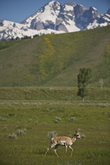 Pronghorn (Antilocapra americana), Grand Teton NP, Wyoming, USA
