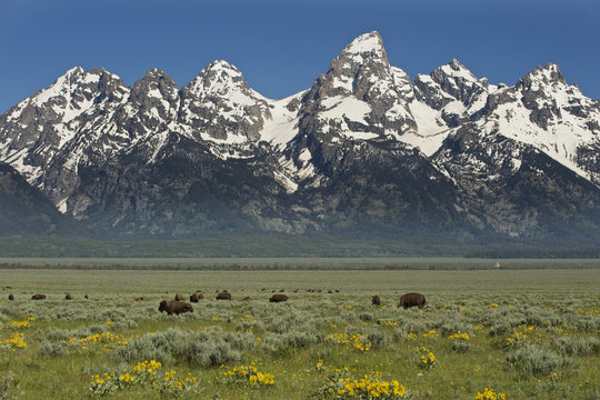American bison (Bison bison), Grand Teton NP, Wyoming, USA