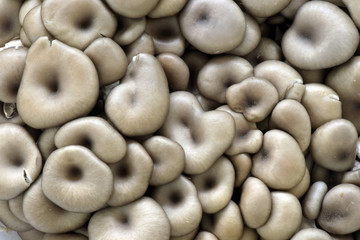 Fototapeta na wymiar Big close-up of shimeji mushrooms