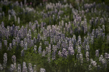 Obraz premium Lupine, Grand Teton NP, Wyoming, USA