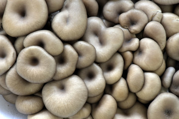 Big close-up of shimeji mushrooms