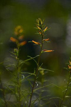wildflowers, Grand Teton NP, Wyoming, USA