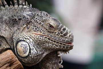 Iguana