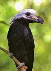 The white-crested hornbill (Horizocerus albocristatus), also known as the long-tailed hornbill, is found in humid forests of Central and West Africa.
