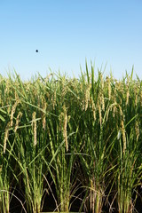 Close up of rice husk or paddy husk at rice or paddy field starting to ripe and change color to yellow soon ready to be harvested at Zama, Kanagawa, Japan on summer.