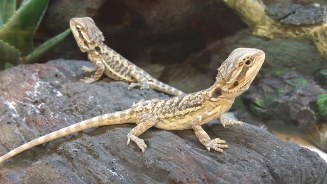 4K HD Video of two baby Bearded Dragon lizards facing opposite directions on a rock, 1 sitting still while the other looks around. This species is very popularly kept as a pet and widely seen in zoos.