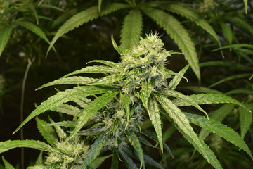 Green Crack Cannabis