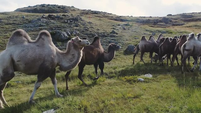 Panorama of the Mongolian landscape 4k slow motion.