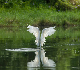 White Egret on a lagoon