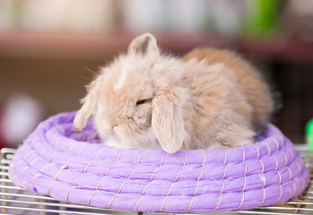 Cute Lop rabbit sitting in the basket