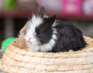 Obraz premium black cute lop rabbit sitting in the basket