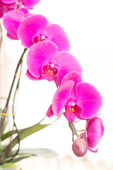 orchid flowers phalaenopsis