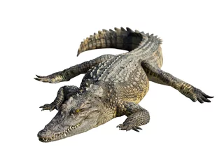 Vlies Fototapete Krokodil Wildlife Krokodil mit offenem Mund isoliert auf weißem Hintergrund