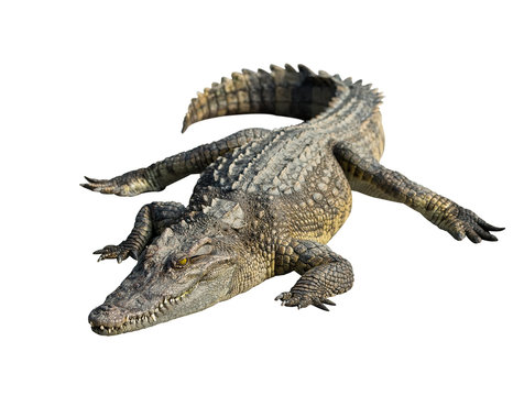 Wildlife crocodile open mouth isolated on white background