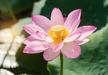 blooming lotus flower