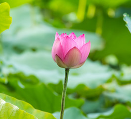 Obraz premium blooming lotus flower