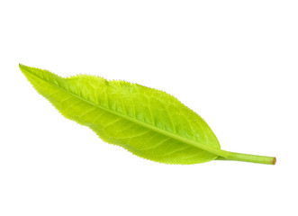 Obraz premium Tea leaf isolated on the white background