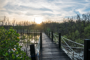mangrove forest