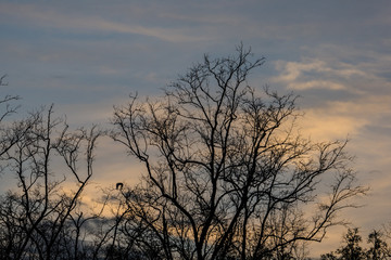 Obraz premium Mangrove forest