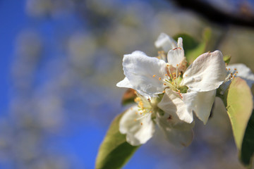 Fototapeta na wymiar Blossom tree over nature background. Spring flowers/Spring Background