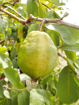 72 件の最適な バンシルー 画像 ストック写真 ベクター Adobe Stock