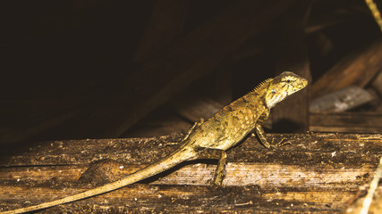 lizard animal wildlife nature background asia garden