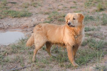 happy, muddy, and wet golden retriever in the outdoors