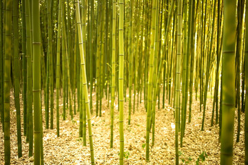 Korea bamboo