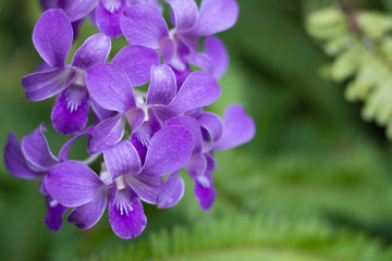Obraz premium Purple Orchid