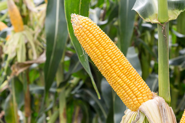 corn cob on agriculture field