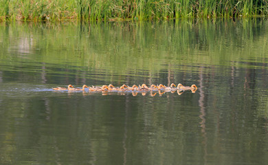 The duck