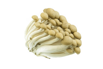 Japanese Brown Beech Mushrooms Buna Shimeji isolated on white