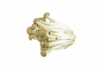 Japanese Brown Beech Mushrooms Buna Shimeji isolated on white