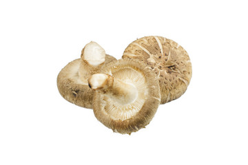 Shiitake mushroom isolated on the White background