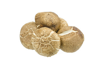 Fototapeta premium Shiitake mushroom isolated on the White background