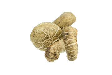 Shiitake mushroom isolated on the White background