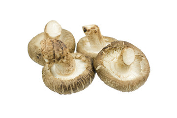 Shiitake mushroom isolated on the White background