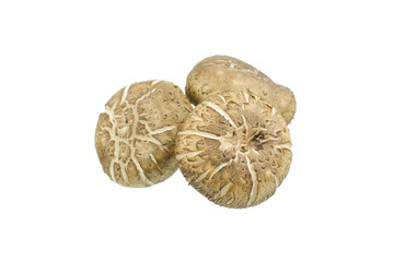 Shiitake mushroom isolated on the White background