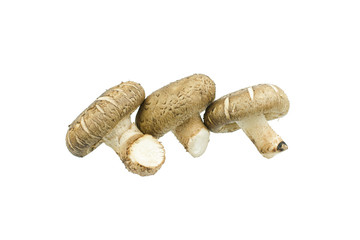 Shiitake mushroom isolated on the White background
