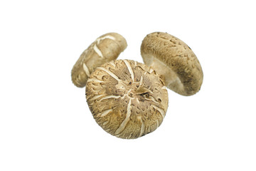 Shiitake mushroom isolated on the White background