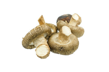 Shiitake mushroom isolated on the White background
