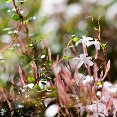 Jasmine flower bush