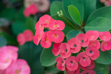 Pink flowers , Pink crown of thorns flowers on white background
