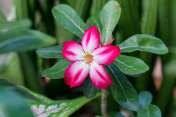 Adenium obesum tree is herbs. Medicinal Plants Garden, Adeniums are appreciated for their colorful flowers.