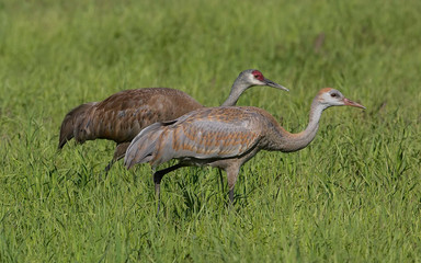 Obraz premium Sandhill Crane with Colt