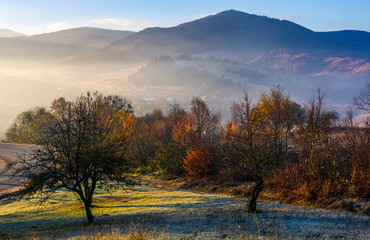 apple orchard in mountains at autumn sunrise