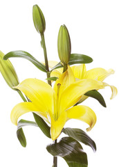 Lilies isolated over white background